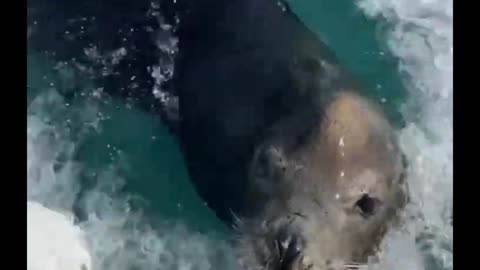 HUGE SEA LION UP CLOSE AND PERSONAL