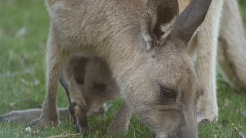 Mother and Joey Kangaroo Wallaby Marsupial Animal Australia