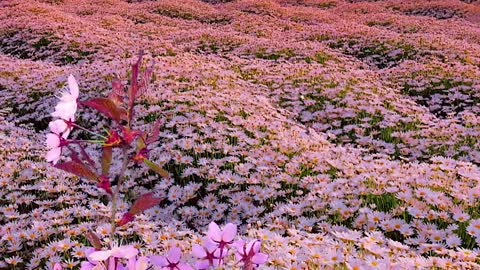 Where daisies are in full bloom