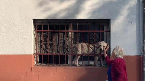 Doggo Stands on Windowsill for Some Stranger Pats