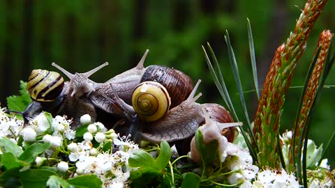 snails garden