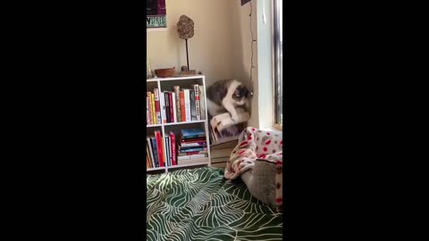 Funniest Cats And Dogs Video 108