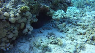Red Sea SCUBA Diving - Moray Eel again