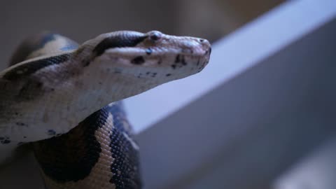 Python snake sitting on shelf at pet care clinic, moving around