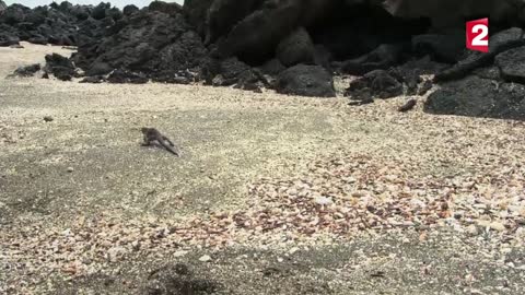 Iguana vs snakes