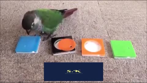 The world's smartest bird