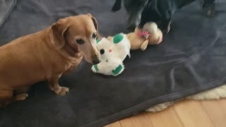 They love the toys