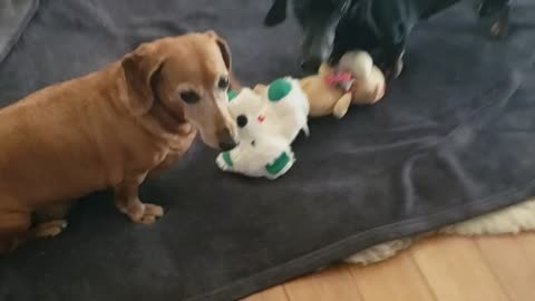They love the toys