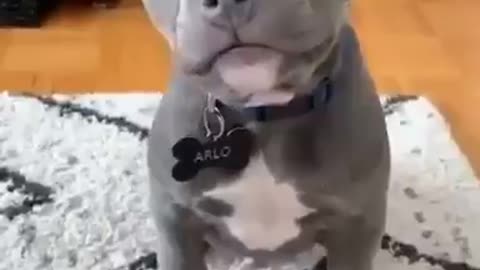 Adorable Puppy Looks at Owner