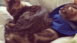 Bengal cat decides to nap on top of feline friend