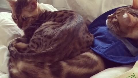 Bengal cat decides to nap on top of feline friend