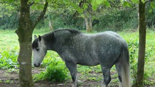 Cornish Horses
