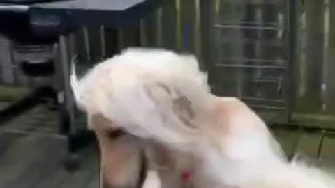 OMG Adorable Hound Dog 🐕🐶