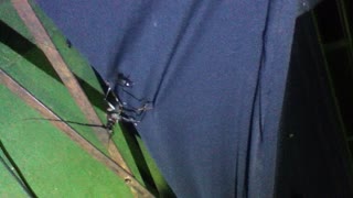 Huge Bug Found Under a Stage in Brazil