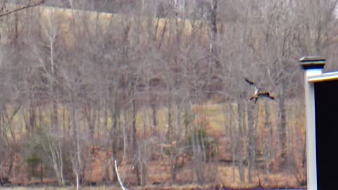 Juvenile Eagle