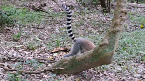 A Wild Lemur Strolling Around The Forest Ground