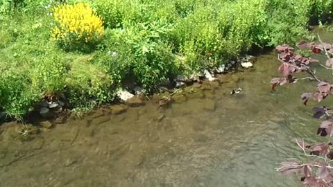 A Muskrat and a Duck respect each other in the water. Germany June 1,2021. Video