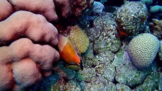 Colorful File Fish - October 2019 SCUBA trip to Bonaire N.A.