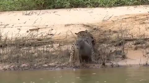 A collection of leopards hunting.