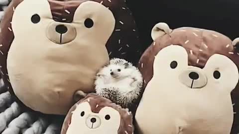 Adorable baby Hedgehog Sitting On The Coach Like King