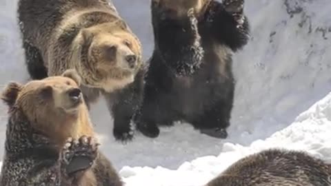 Adorable and Lovely Bears