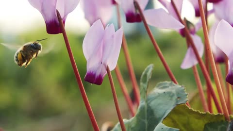 Slow motion macro of a honey bee drinking nectar from a Cyclamen flower