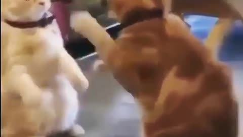 cat vs cat 2