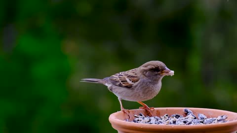 bird Sperling sparrow animal feeding