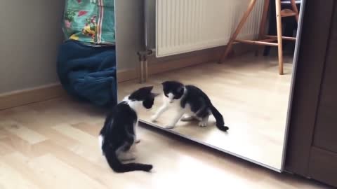 Funny Cat And mirror video 😱😱