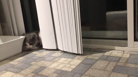 Kitten goes crazy for vertical blinds