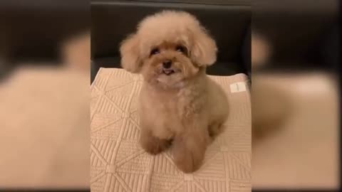 Baby Dogs funny and cute