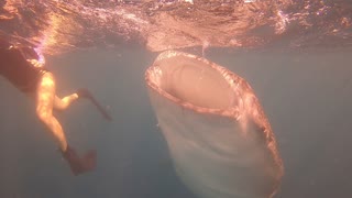 Free Diving with Whale Shark