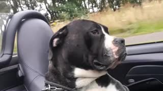 Top Dog with the Top Down
