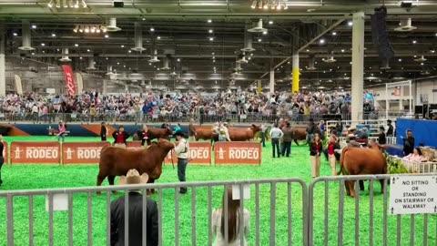 HOUSTON TEXAS USA LIVE STOCK AND RODEO 2024