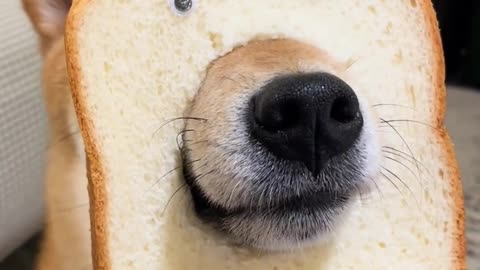 A new species, the bread dog