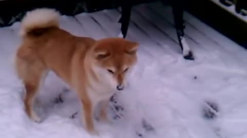 Dog Sees Snow For the first Time and He Goes Crazy | My Dog First Snow