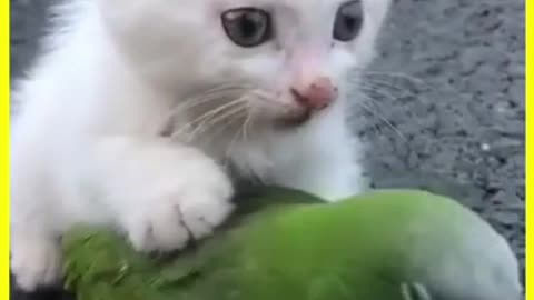 Funny cats