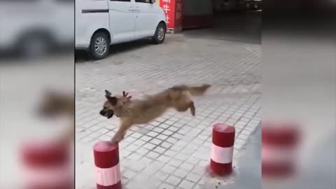 This dog is a real sporty!