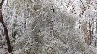 Cedar Tree Covered with Ice