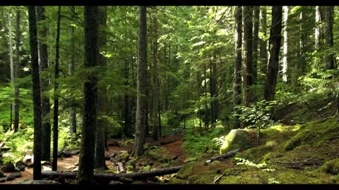 Forest Sounds for Meditation