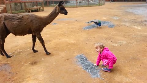 Funny Babies At The Zoo - Funny but Laughable