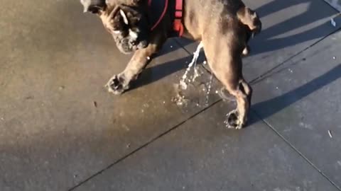 Black Dog Playing with Water (9)