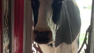 Lonely Cow Breaks Door to Be Closer