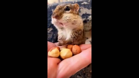 Cute baby animals Videos Compilation cute moment of the animals