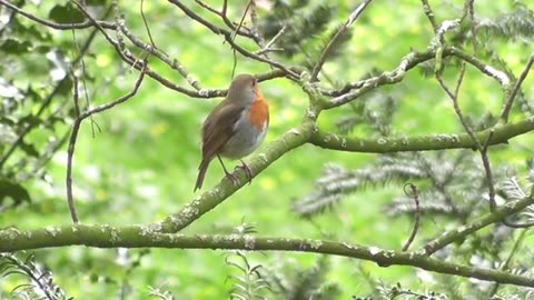 Forest Birdsong - Relaxing Nature Sounds - Birds Chirping