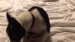 White dog scratching butt in bed