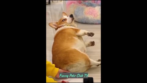 Funny Animal Videos 🤣 Funniest Cats and Dogs Videos 2024 😁