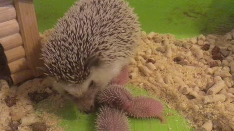 Sweet Little Spiny Hedgehog Babies