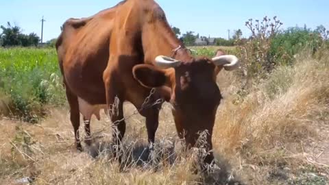 Cow 🐄 video | Cartoon animals 😇 | #animals | #shorts