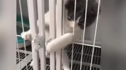 you will die laughing , funniest escap on history Best Funny Cat Videos Of This Week #short 41